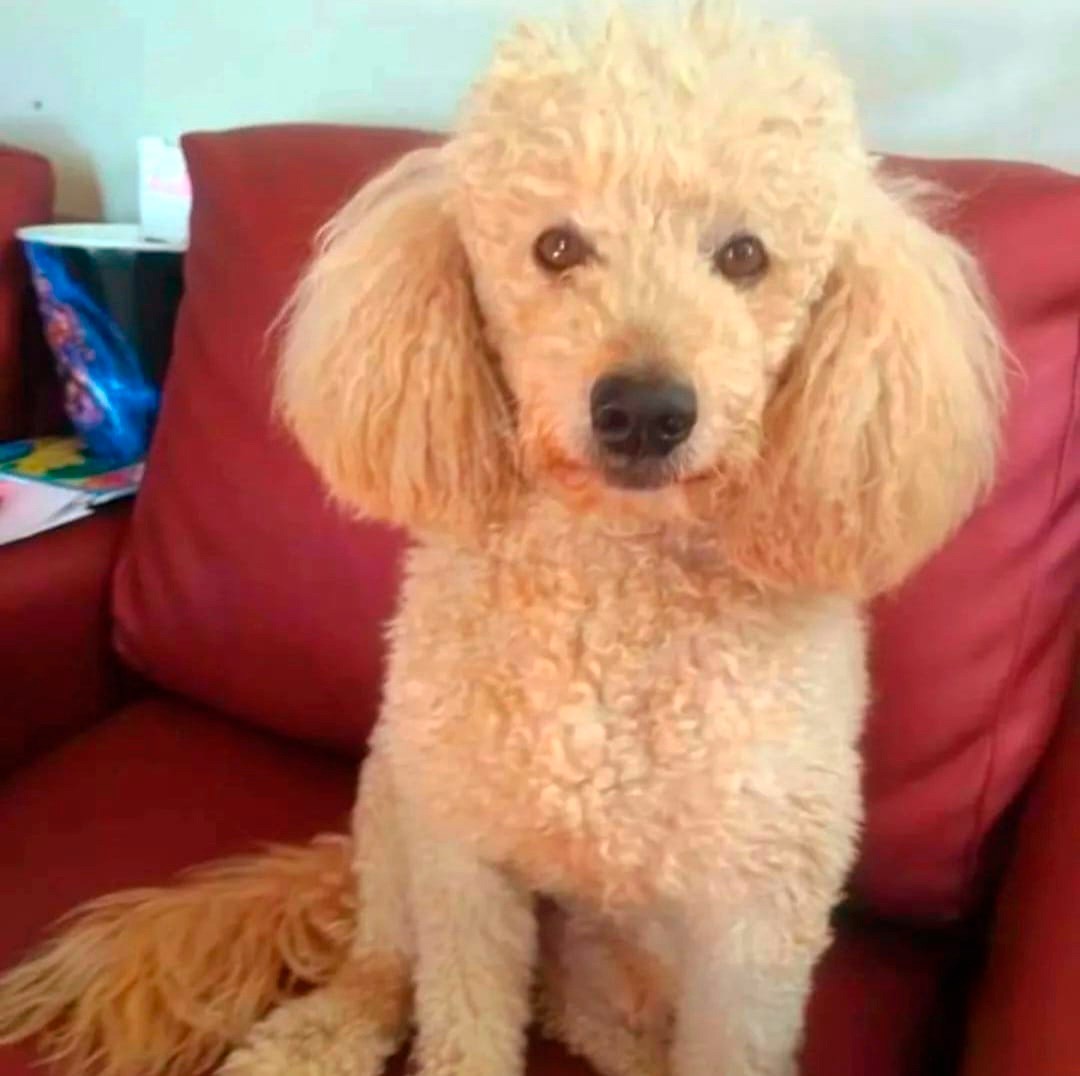 Cachorrinha Jak desaparece no bairro Atlântico Sul e criança sofre com a ausência do animal