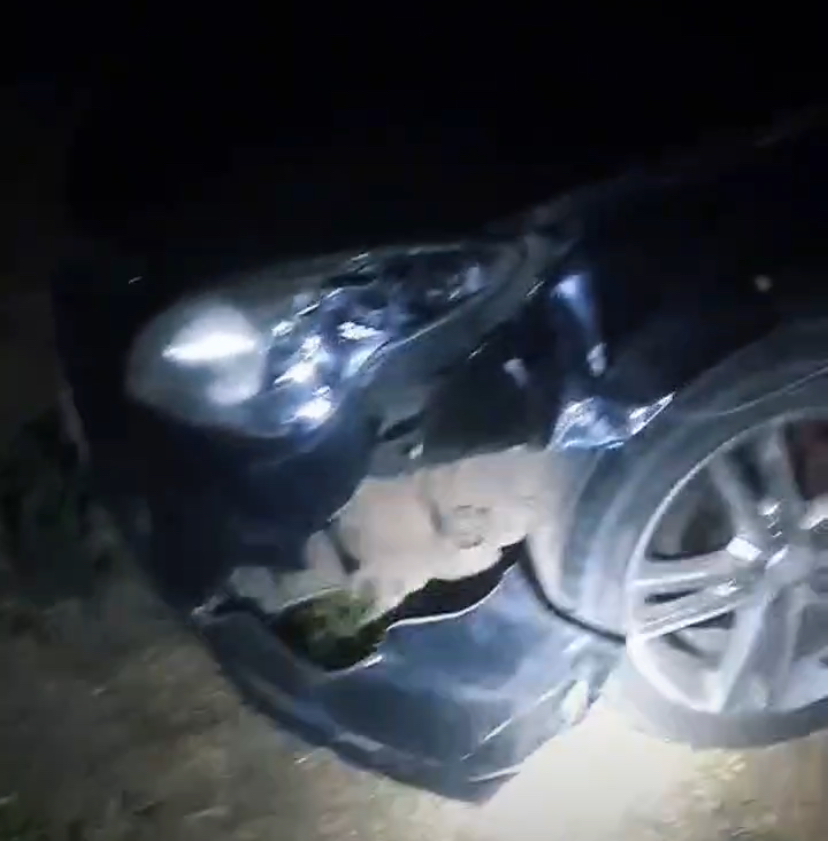 Família colide com anta na MT-130; animal não resiste ao impacto